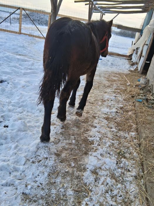 Vând manz de 8 luni