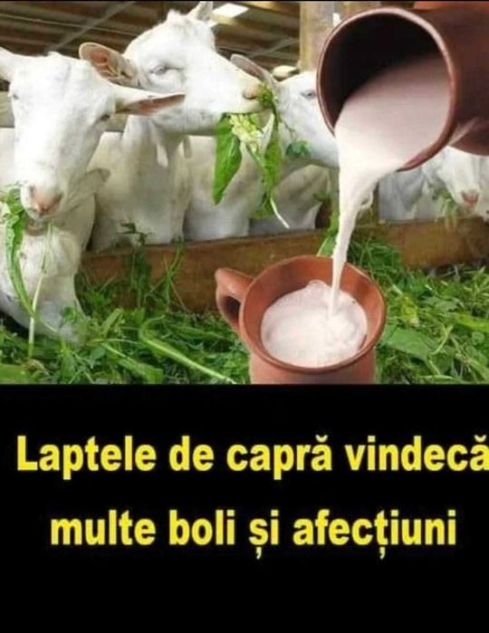 Brânză proaspătă de capra
