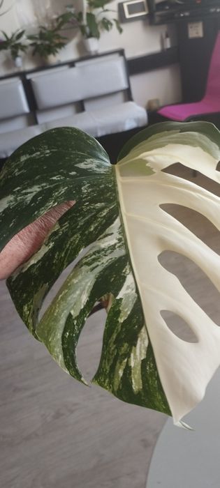 Срезы монстеры Альбы вариегатной.