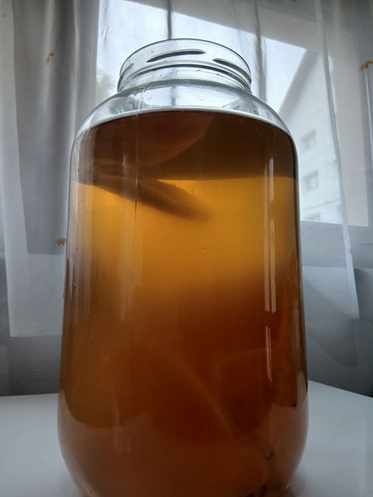 Ciuperca Kombucha de vanzare