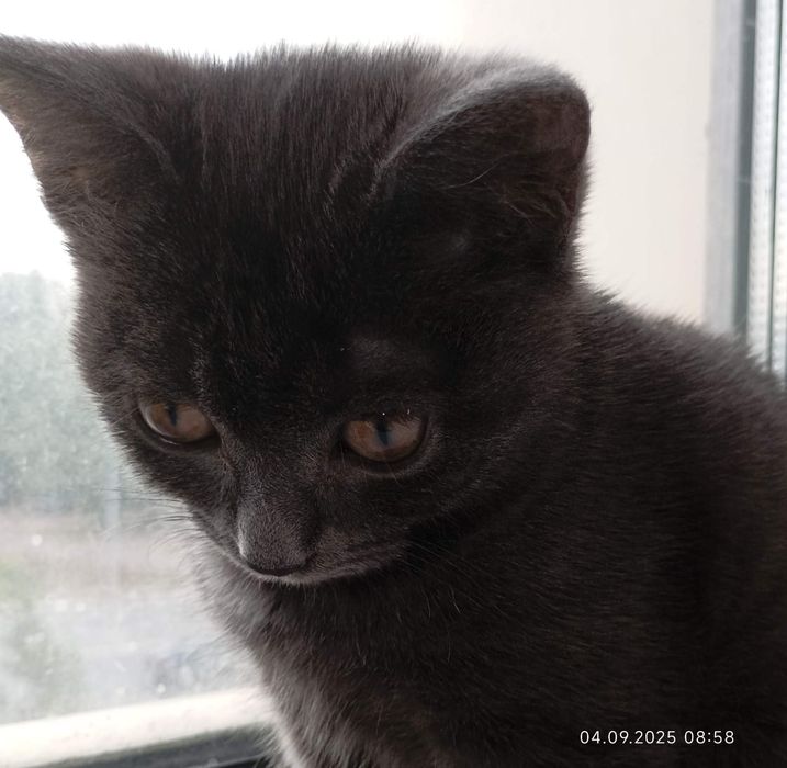 Французский шартрез девочка. АСТАНА!