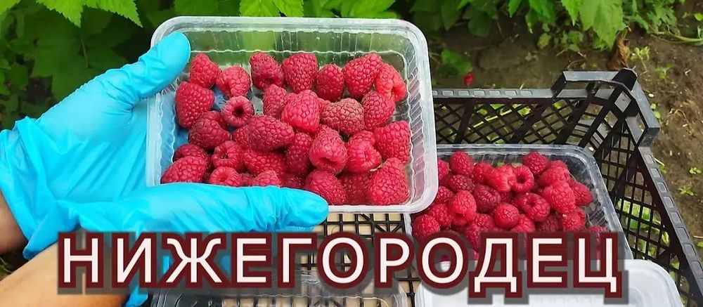 Продам саженцы малины ремонтантные сорта