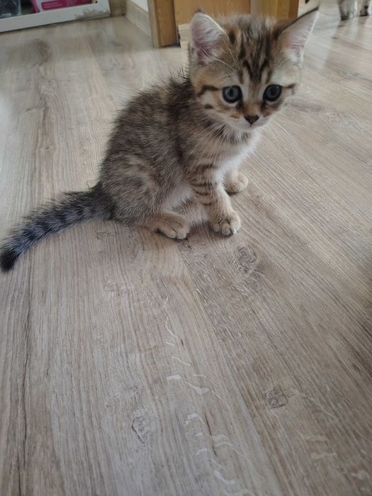Котета британчета