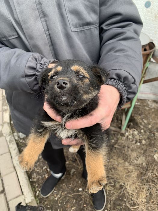 Щенки фокстерьера помесь