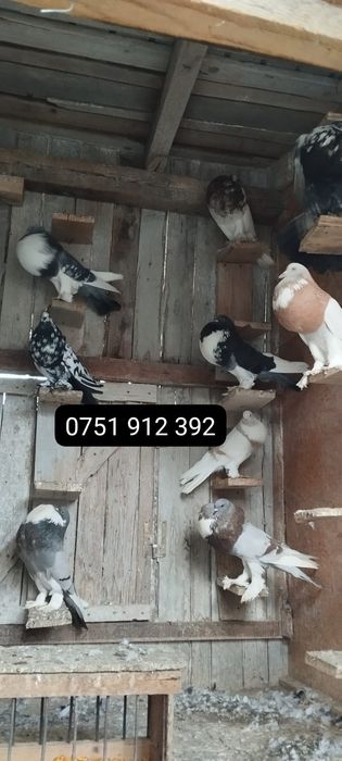 Porumbei gusati de pomerania