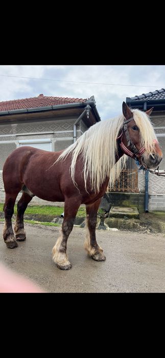 Armăsar de 5ani de vânzare
