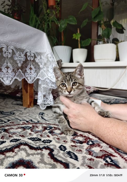 Котёнок мальчик 1,5 месяца