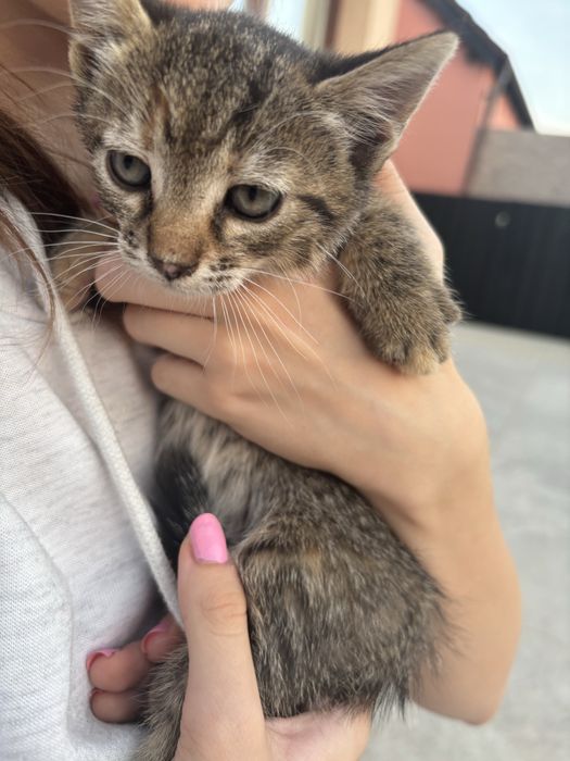 puiuti pentru adoptie