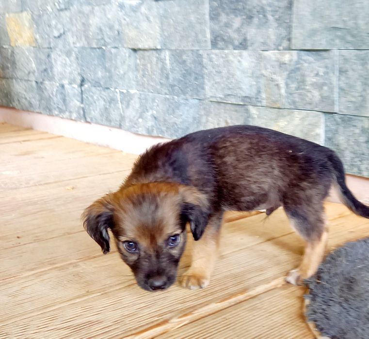 Adopție catelus de doua luni