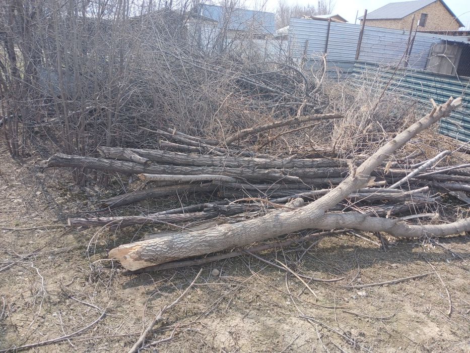 Дрова, отын шабылған теректер