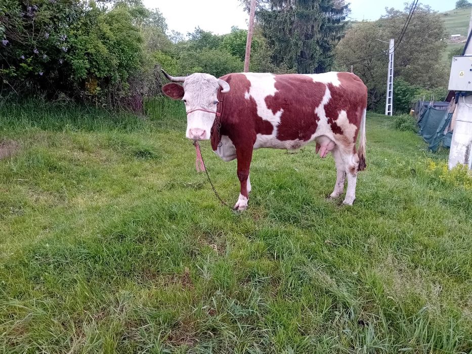 Vaca cu vitel de vanzare