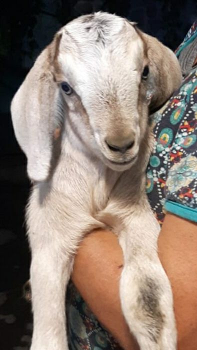 Всегда в продаже КОЗЬЕ МОЛОКО , йогурт,  кефир.