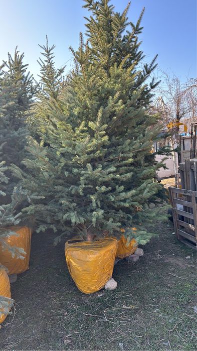 Елка голубая, ель зеленая