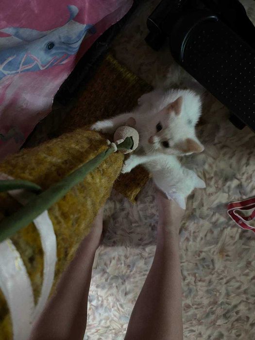 Отдаём котят в добрые руки