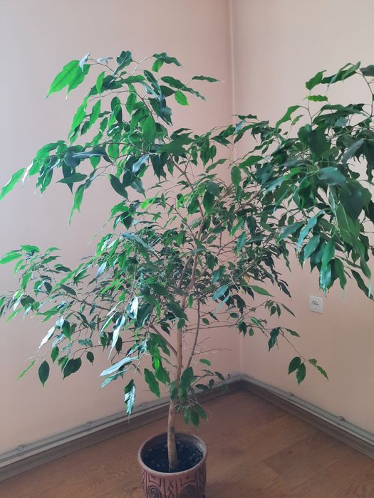 Фикус высотой 1.5 м
