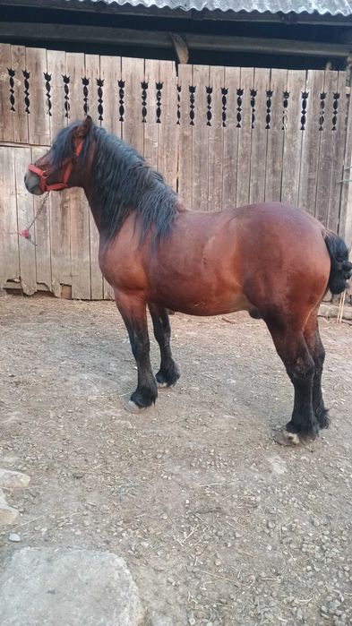 Vând cal castrat de 2 ani jumătate