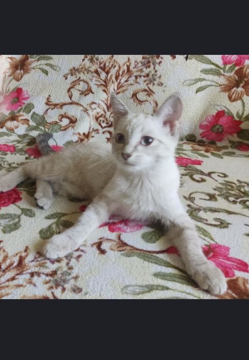 Отдам бесплатно котят