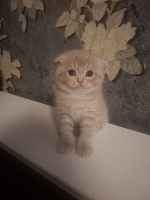 Котята скотиш фолд