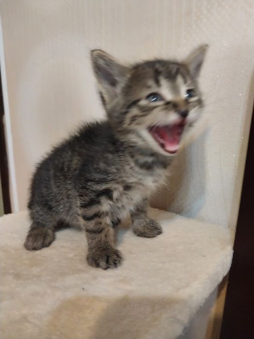 Котята маленькие мальчики