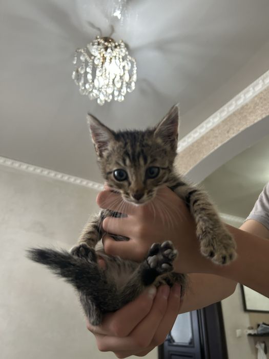 отдам котят в добрые руки