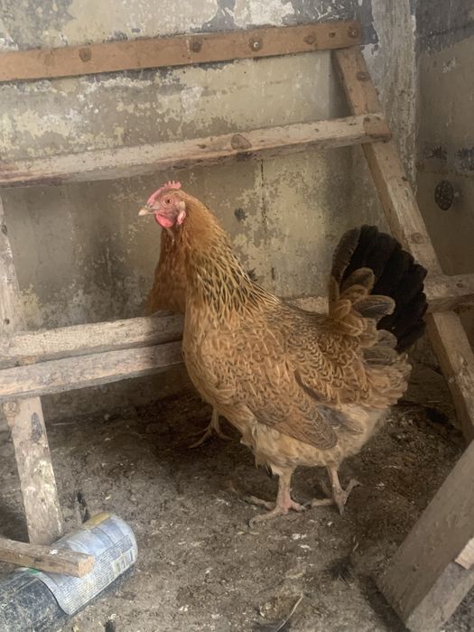 Тауықтар сатылады