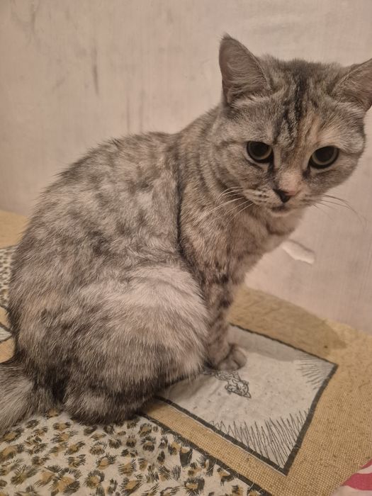 Кошечки ищят дом ловят мышек