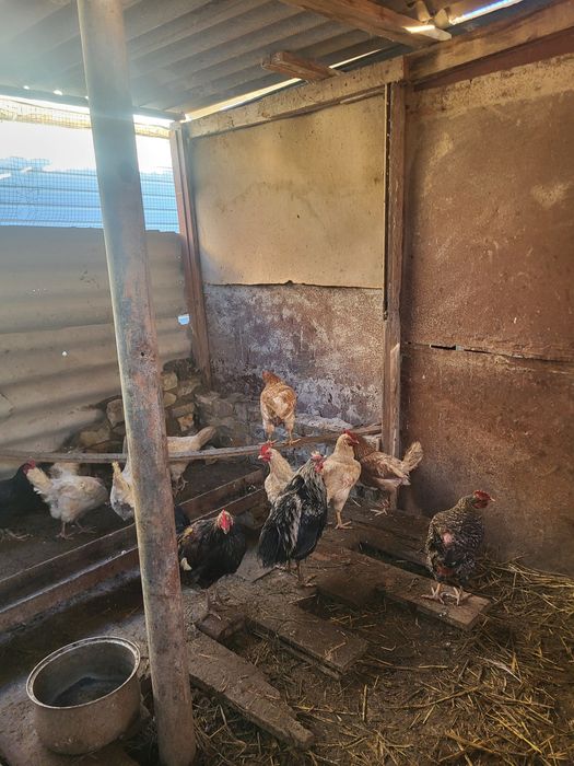 Тауықтар бар туып тұрған гарантия