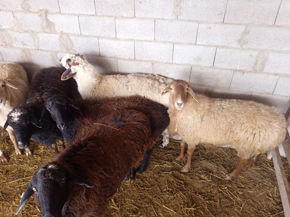 Продаётся бараны