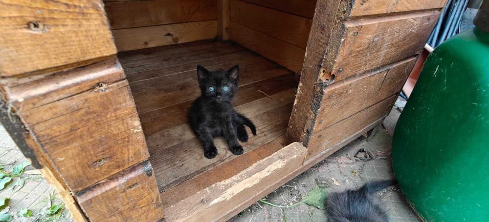 DONEZ PUI PISICA PISOI PISOIASI varsta 7 saptamani si jumatate  3 pui de pisica