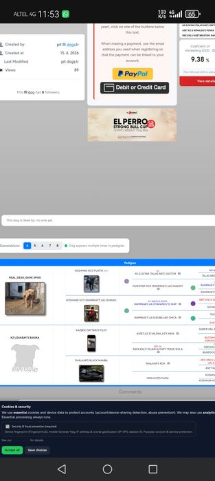 Питбультерьер рабочее разведения