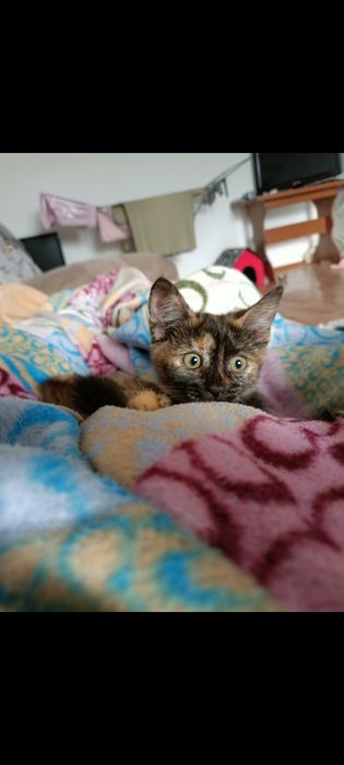 Отдам котенка в любящие  руки