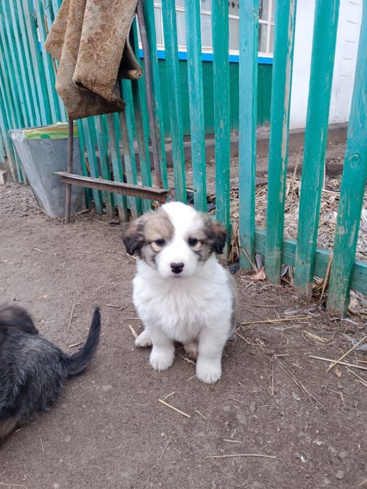 Отдам щенят-метисов в добрые руки!