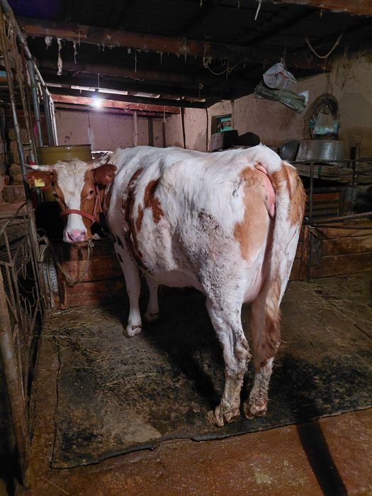 Симентал сиыр буаз