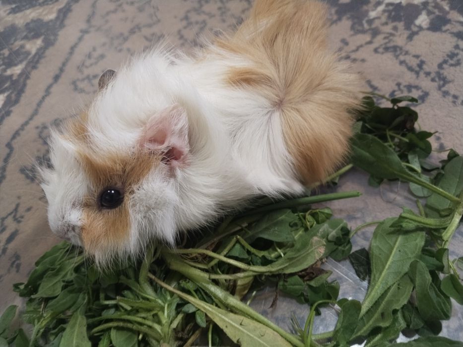 Морские свинки добродушные животные домашние