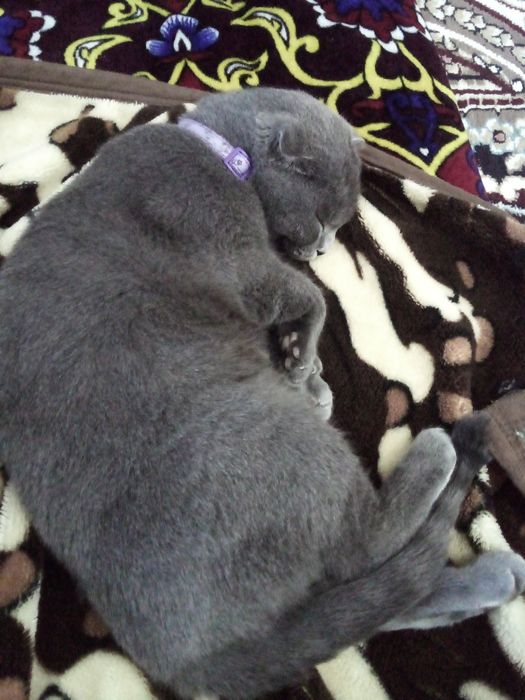 Homilador porno video onlayn