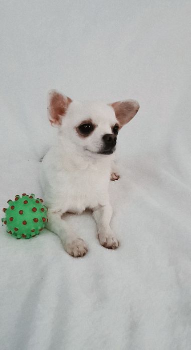 Щенки чишки девочки