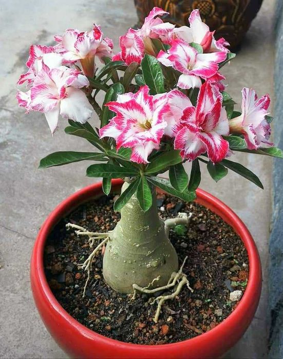 Цветы комнатные по разной цене от 1800тг