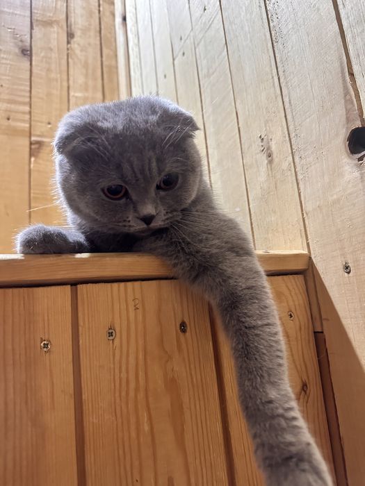 Котята отправильной вязки