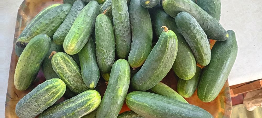 Продам огурцы дачные