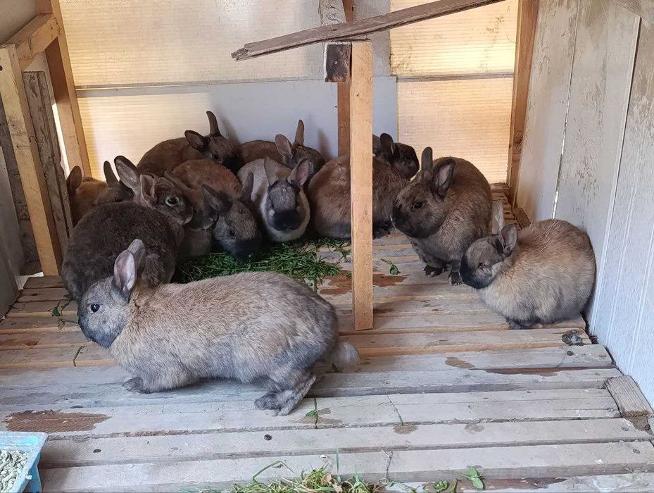 Karlik quyonlar sotiladi optom