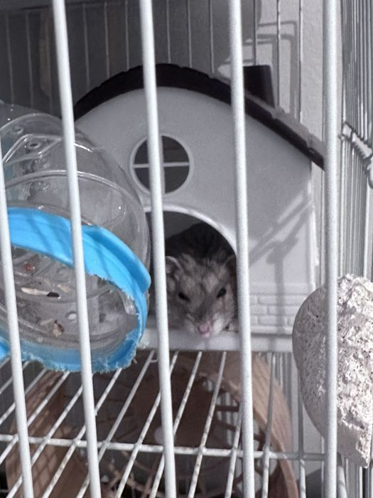 Продам хомяка с клеткой большой