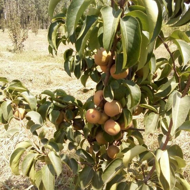 НОК Ерански душест сантамврия маузер ва бошка янги сортларимиз бор