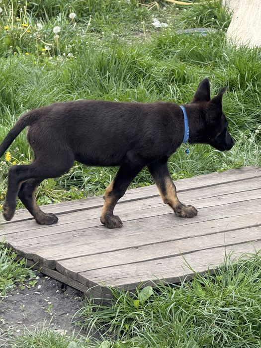 Catelus ciobanesc german cauta familie iubitoare