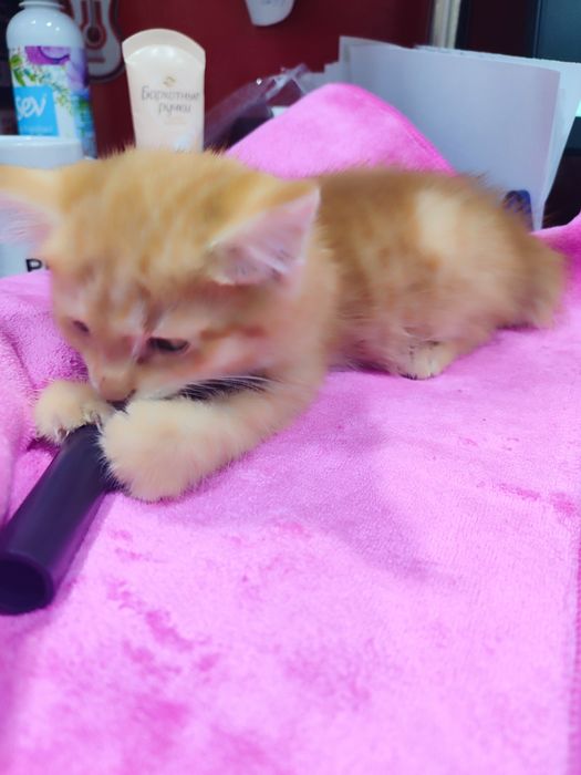 В добрые руки котёнок, мальчик полтора месяца от роду.Кушает.Ходит на