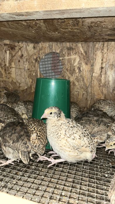 Цыплята перепелов