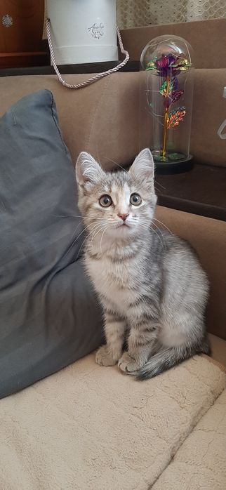 Бесплатно котёнок девочка!