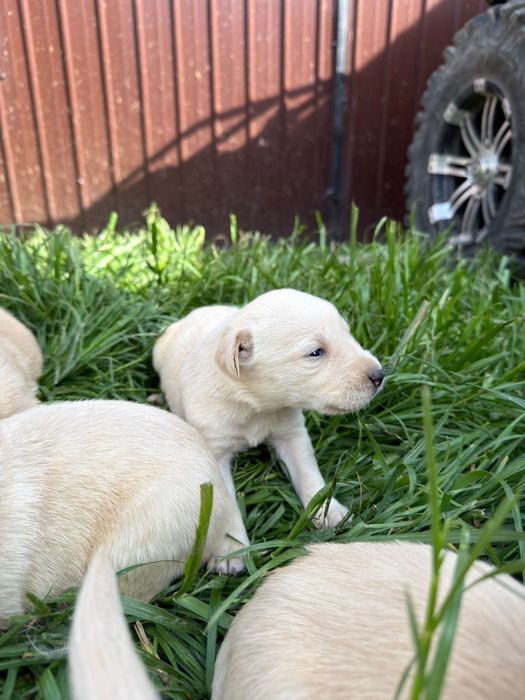 Familie de labradori