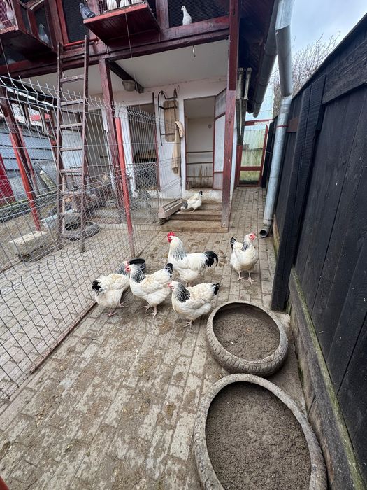 oua pentru incubat Sussex