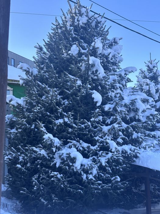 Елка зеленая пышная