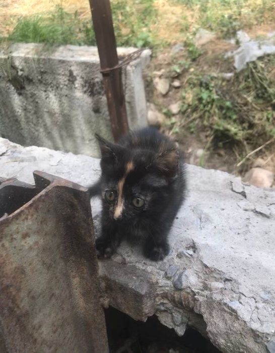 Отдам котят БЕСПЛАТНО
